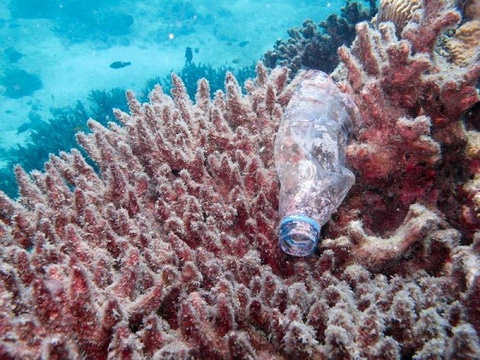 Kết quả hình ảnh cho nhựa và san hô